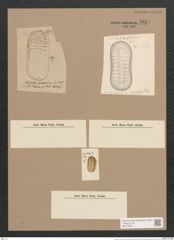 Surirella sp. (de-Toni-Nr.: Genus 53, Species 2279, 2298 ?) Zeichnungen Sammlung Grunow Nr. 4824 (NHMW-BOT-W0372982)